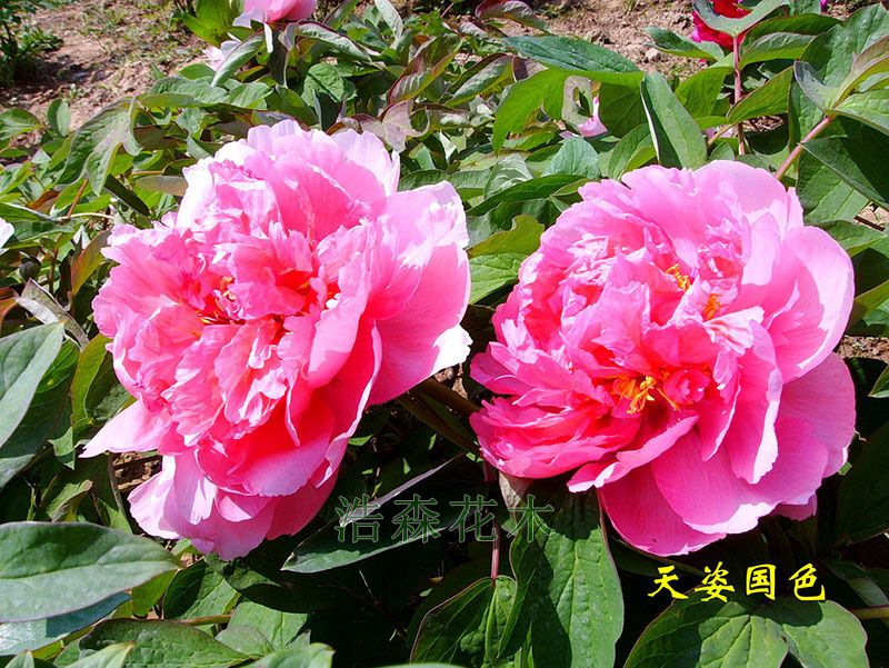 天姿國(guó)色