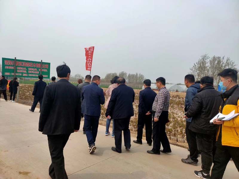 市牡丹產(chǎn)業(yè)中心、市宣傳部的領導及各大媒體來公司基地考察指導工作