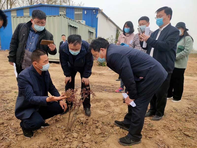 市牡丹產(chǎn)業(yè)中心、市宣傳部的領導及各大媒體來公司基地考察指導工作