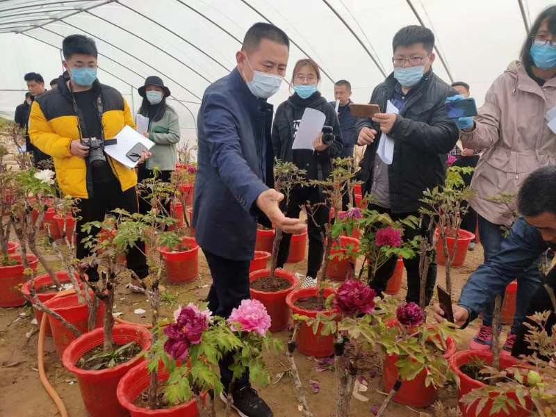 市牡丹產(chǎn)業(yè)中心、市宣傳部的領導及各大媒體來公司基地考察指導工作