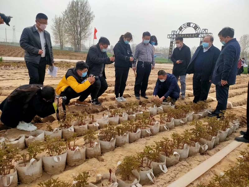 市牡丹產(chǎn)業(yè)中心、市宣傳部的領導及各大媒體來公司基地考察指導工作