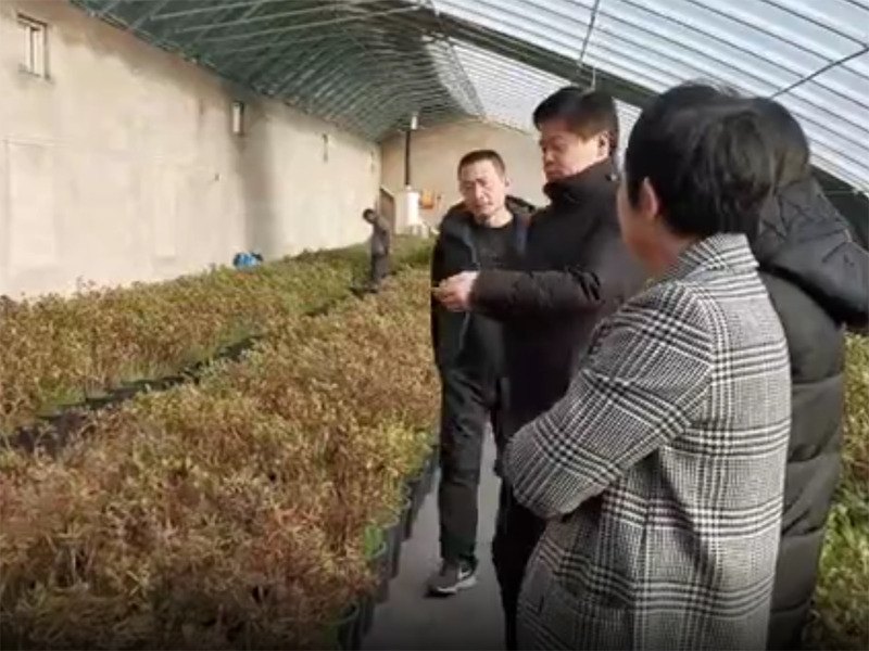 視頻丨驚艷了！隆冬菏澤牡丹含苞待放吐芬芳